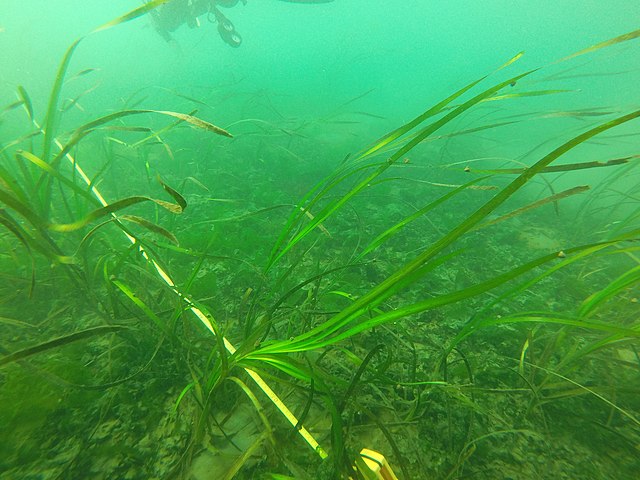 Eelgrass and other seagrasses are imperiled worldwide. They're important as a food source for sea turtles; they filter harmful pollution and bacteria from the water; and the habitat they create serves as a nursery for many fish and crustaceans.