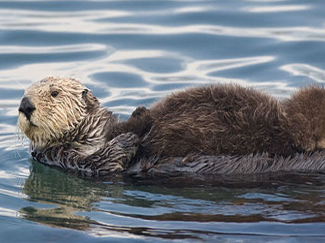 For sea otters, the family unit consists solely of a single mother and a single pup.