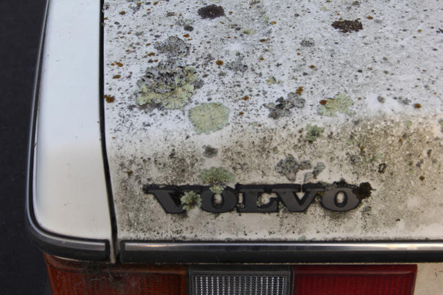 Lichen Car