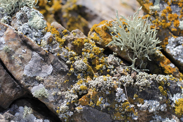 Lichen