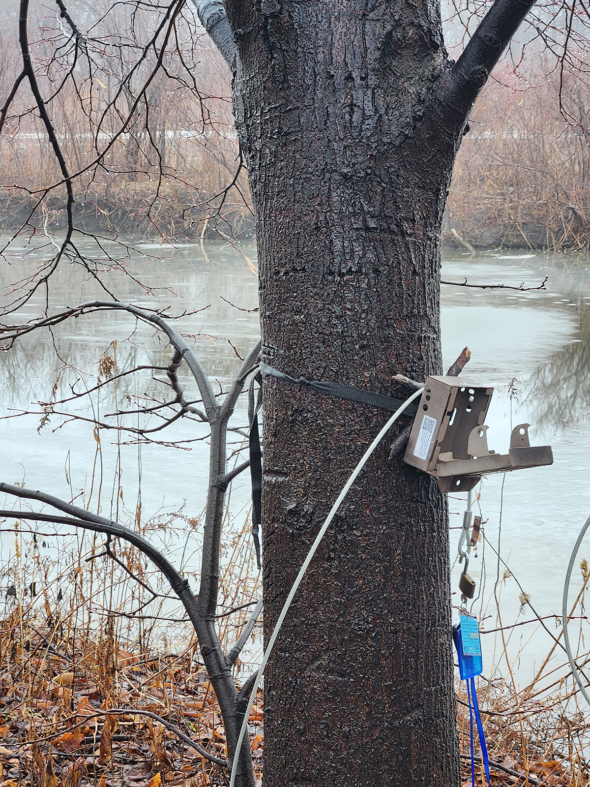 A camera is set up by Seth Magle and his associates on a tree.